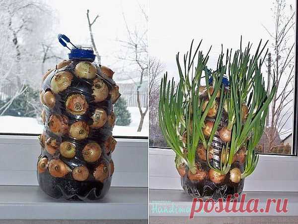 а вот так Витаминчики растут! (из инета)