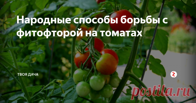 Народные способы борьбы с фитофторой на томатах Фитофтора поражает многие культуры, но особенно сильно страдают от заболевания помидоры. Вернуть растениям здоровье, можно не только современной химией, но и проверенными народными препаратами. Своевременная обработка, повышает вероятность хорошей урожайности культур.
Чеснок
Чеснок эффективно уничтожает споры заболевания. Процедура осуществляется дважды. Первая обработка необходима перед появление