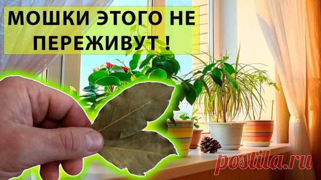 ВСЕГО ДВА ЛИСТИКА ЭТОГО РАСТЕНИЯ ПРОГОНЯТ МОШЕК И ДРУГИХ ВРЕДИТЕЛЕЙ С ДОМАШНИХ ЦВЕТОВ И РАССАДЫ | Роман Буров TV | Дзен