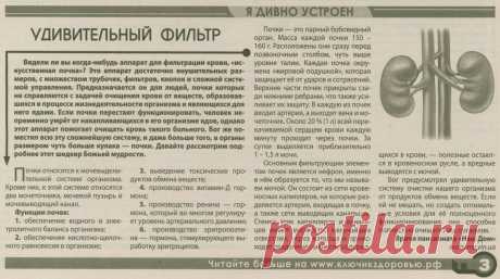 Я дивно устроен. Почки - удивительный фильтр