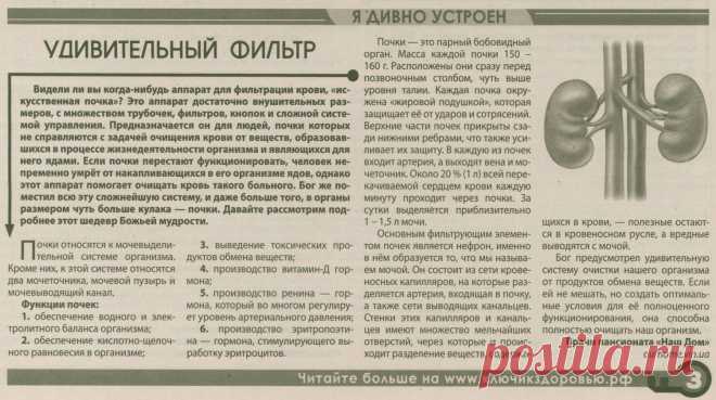 Я дивно устроен. Почки - удивительный фильтр
