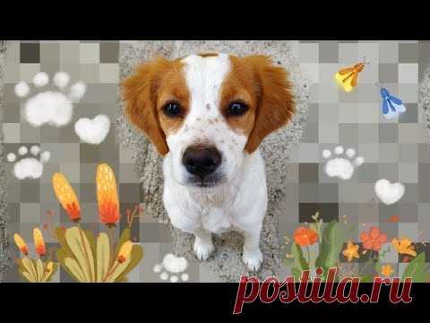 К нам заглянула милашка Животные и природа #Хорватия