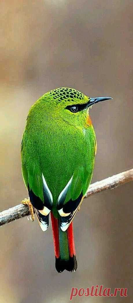 flying of birds Source :flying of birds