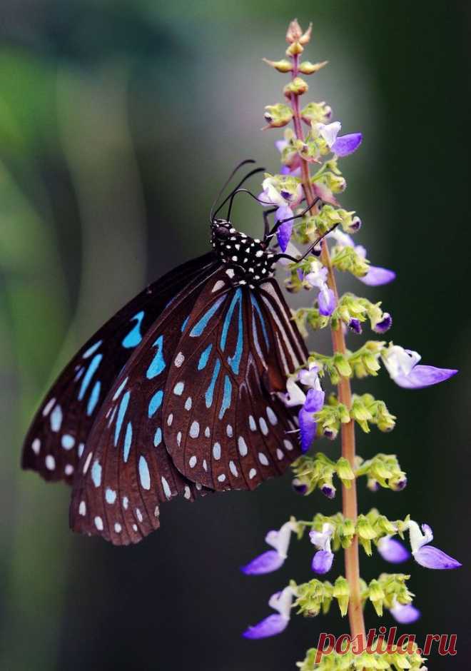 бабочки