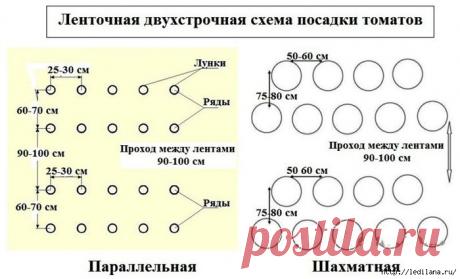 Как правильно высаживать помидоры в открытый грунт