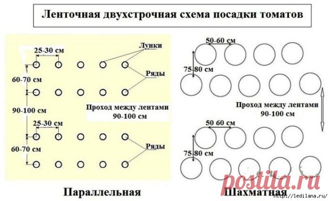 Как правильно высаживать помидоры в открытый грунт