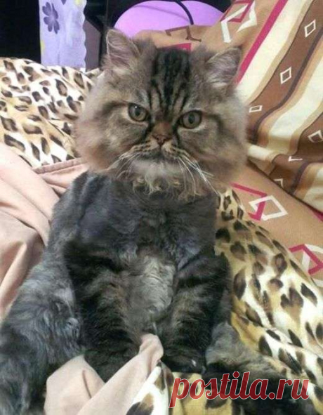 Неудачная стрижка превратила важного кота в посмешище (3 фото) . Тут забавно !!!