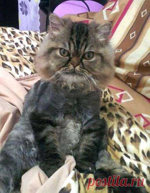 Неудачная стрижка превратила важного кота в посмешище (3 фото) . Тут забавно !!!