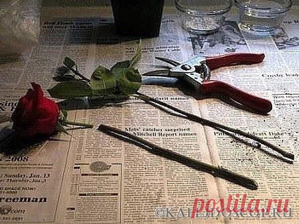 Супер-средство Тройчатка для проращивания роз. | Калейдоскоп