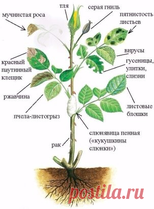 РОЗЫ: Защита от вредителей и болезней
Если в вашем саду есть розарий, рекомендуем вам взять на заметку приведенную здесь схему, описания и методы лечения и профилактики основных заболеваний, от которых страдают розы.
✔ Мучнистая роса
Бархатисто-белый или голубоватый налет на листьях, стеблях, бутонах. Особенно страдают от мучнистой росы плетистые розы. Распространяется в душную жаркую погоду и при нерегулярном поливе.
Профилактика и лечение: выбирайте устойчивые сорта, мульчируйте по