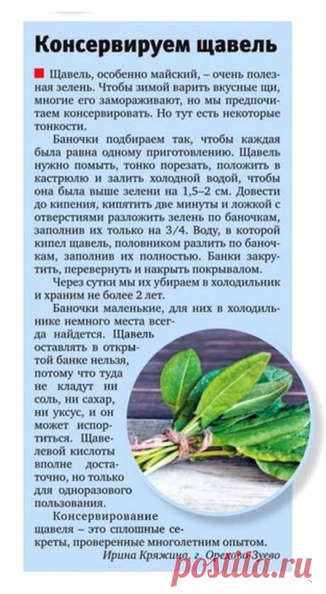 Консервируем щавель
