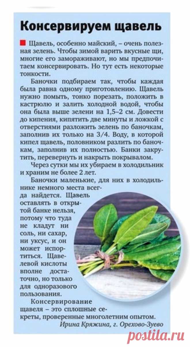 Консервируем щавель