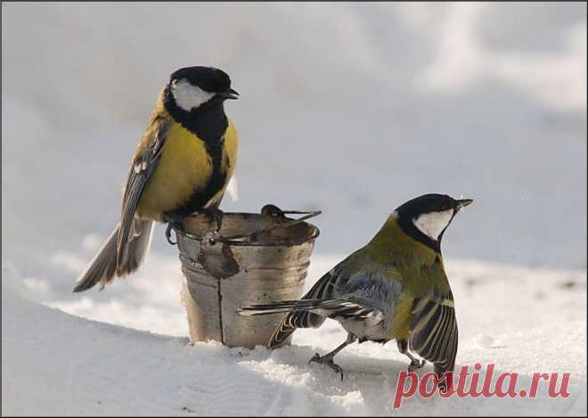 фото с синичками и ведром...