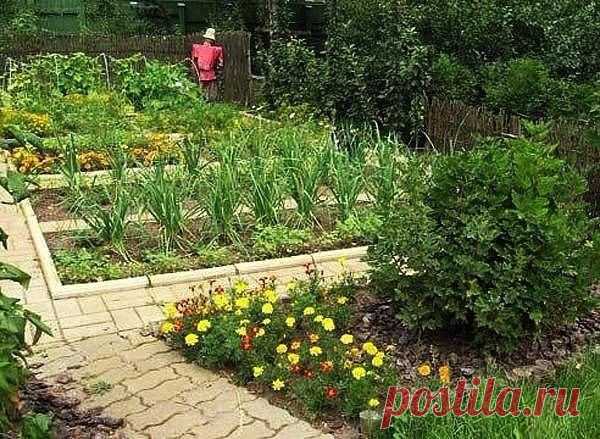 СОЛЬ, ЧЕСНОК, КЕФИР, ГОРЧИЦА ДЛЯ УРОЖАЯ