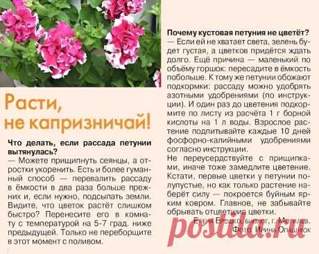 Почему кустовая петуния не цветет
