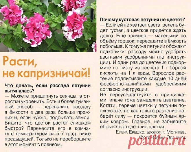 Почему кустовая петуния не цветет