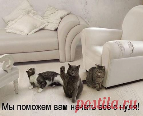 Без кота и жизнь не та