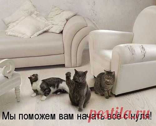 Без кота и жизнь не та