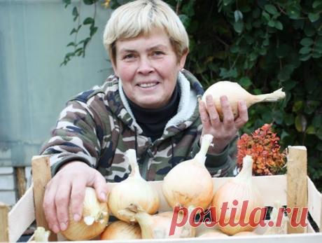 От урожая не будет отбоя - замочите лук в соде перед посадкой
⠀
Этот способ обработки лука перед посадкой подходит как для осени, так и для весны. Замачивание лука в соде способствует увеличению урожая и препятствует стрелкованию.
⠀
Весь секрет отличных результатов данного способа заключается в антисептических свойствах соды, а также в температуре раствора. Вода должна быть почти горячей! Минимум 45 градусов, а лучше 55-60. Тогда эффект от замачивания будет максимальный.
Показать полностью...