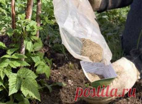 Чем подкормить малину осенью после сбора урожая и обрезки