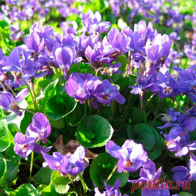 Лекарственное растение Фиалка душистая (Viola odorata). Многолетнее растение высотой 5-10 см, с надземными укореняющимися побегами. Все листья длинночерешковые, в прикорневых розетках, тонко опушенные, с нижней стороны часто блестящие; листовая пластинка сердцевидно-яйцевидная до округло-почковидной; края слабогородчатые. Прилистники яйцевидные, заостренные, обычно цельнокрайние. Цветки с темно-фиолетовым, реже розовым или белым венчиком и прямым, очень ароматным (название!)