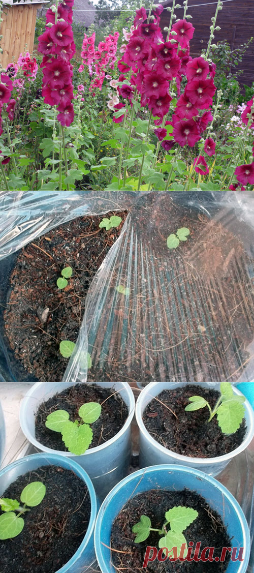 Цветок мальва – посадка и уход, выращивание мальвы из семян; многолетняя мальва