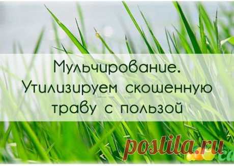 МУЛЬЧИРОВАНИЕ. УТИЛИЗИРУЕМ СКОШЕННУЮ ТРАВУ С ПОЛЬЗОЙ.