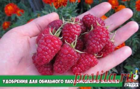 Лучшие удобрения для обильного плодоношения малины н