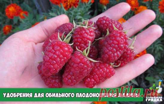 Лучшие удобрения для обильного плодоношения малины на даче. Проверенные рецепты
Малина очень вкусная и полезная ягода. Плодоносит куст на второй год после посадки. И при правильном уходе и регулярной подкормке будут обильно плодоносить на протяжении 10 лет. Подробнее рассмотрим, чем можно подкормить малину весной.
Как растет малина.
Куст малины каждый год обновляется за счет молодых побегов, которые вызревают за сезон. Ветки, которые уже отплодоносили, обязательно нужно вырезать. Поскольку эти