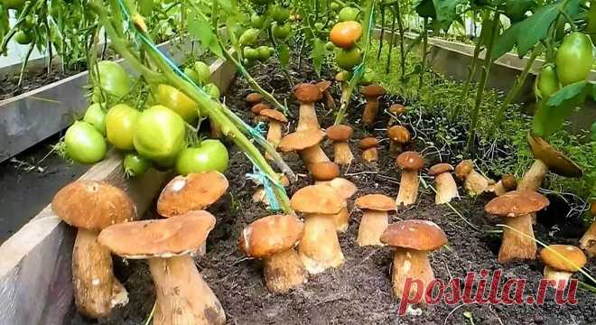 Выросли грибы что делать Огород Сад - Журнал полезных советов