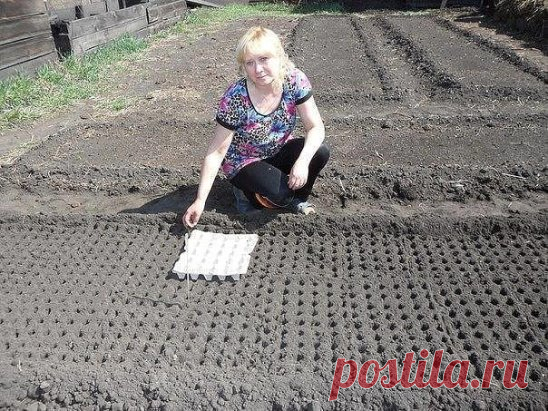 Простой и быстрый способ сделать лунки для посева овощей: морковь, лук, чеснок, редька, редиска и т.д. Отличная идея!