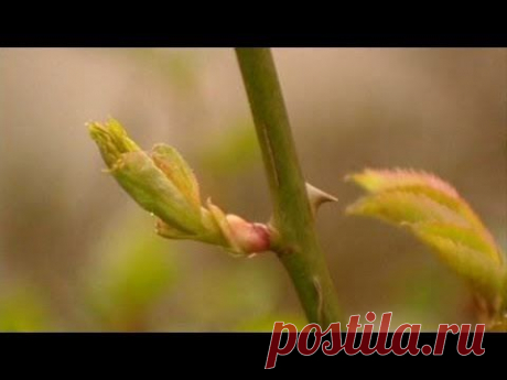 ▶ Выращивание роз из черенков - КИЛЬЧЕВАНИЕ - YouTube