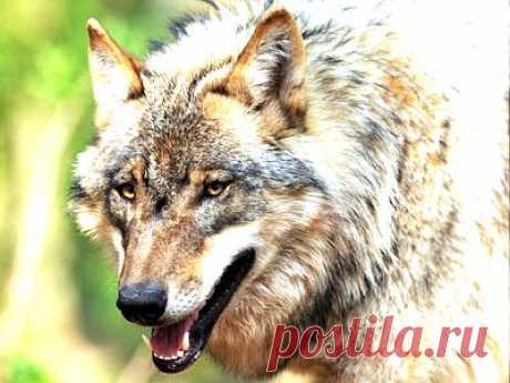 У сочинской Олимпиады лишь три талисмана – заяц, медведь и снежный барс. Однако за три дня до конца Игр к ним едва не добавился четвёртый – обыкновенный серый волк. А произошло это потому, что американская саночница Кейт Хансен сняла и выложила в сеть видео, как зверь прогуливается по коридору её домика в Олимпийской деревне. В итоге выяснилось, что в кадр на самом деле попал волк, и внесено одно уточнение: видео было снято в тысячах километров от Олимпийской деревни на другом континенте мастеро