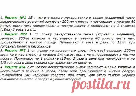 Полезные свойства иван-чая - последние новости Украины и мира - Красивый и полезный иван-чай, или кипрей узколистный | ТЕЛЕГРАФ