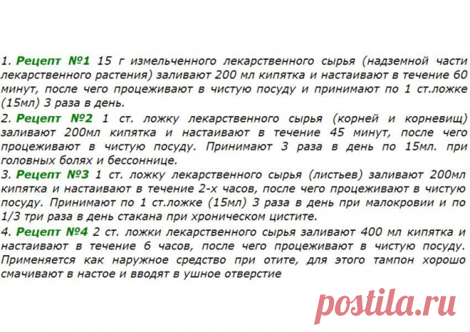 Полезные свойства иван-чая - последние новости Украины и мира - Красивый и полезный иван-чай, или кипрей узколистный | ТЕЛЕГРАФ