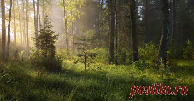35PHOTO - Дмитрий Алексеев - Утренний моцион