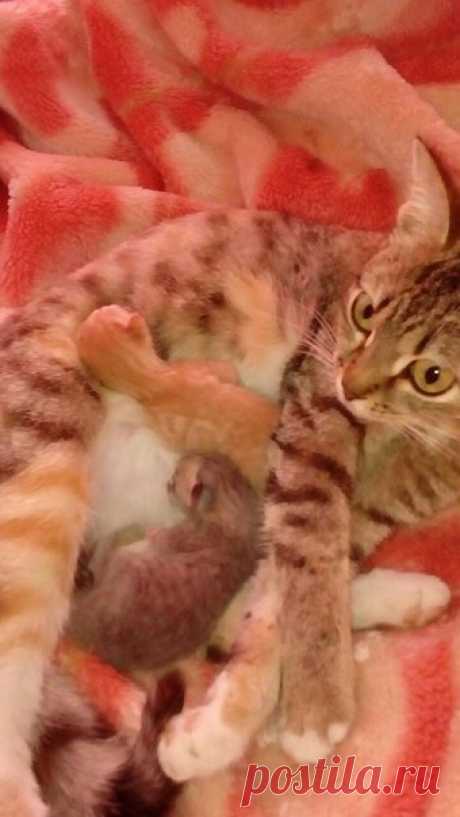 Клуб любителей кошек