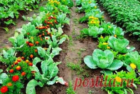 Выбор соседей по грядке. Какие овощи хорошо растут рядом друг с другом - Дачный участок - медиаплатформа МирТесен