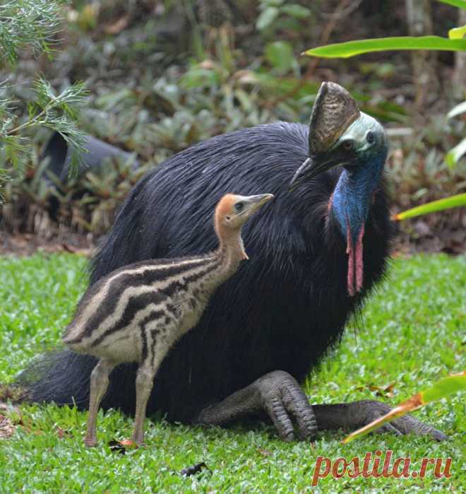 AVES... PAJAROS... INSECTOS... ANIMALES EN LA NATURALEZA! | Página 10
