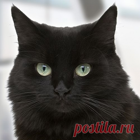 Какой вы кот?