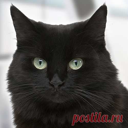 Какой вы кот?