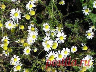 Омолаживающий сбор | Креативные идеи - для дома, для сада, вязание, шитье, описание моделей