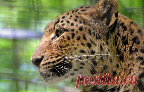 Обои усы, взгляд, морда, леопард, leopard, грустный, большая пятнистая кошка, panthera pardus картинки на рабочий стол, раздел кошки - скачать