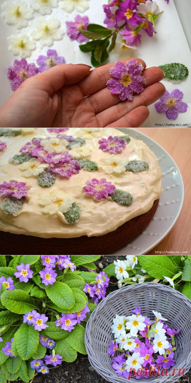 Съедобные цветы - кристаллизация первоцветов для тортов и десертов.