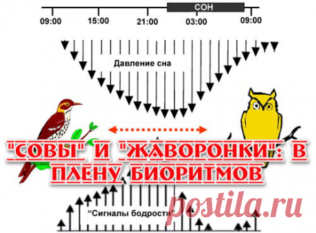Замечали, как "совы" очень корректно, заботливо и бережно относятся к "жаворонкам", когда те рано засыпают? - Тише-тише, люди... ну человек же спит. Давайте одеялком укроем.
И как разнузданно и откровенно по-хамски ведут себя "жаворонки" по отношению к "совам", мирно спящим до полудня! - АААА!!! ВСТАВАЙ!!!! ТАК ВСЮ ЖИЗНЬ ПРОДРЫХНЕШЬ! СКОЛЬКО МОЖНО СПАТЬ???111!!! ЛЕНТЯЙ!!!!