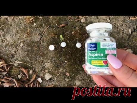 Она закопала в саду ТАБЛЕТКИ АСПИРИНА! Эффект просто волшебный!