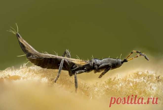 Трипсы: как выглядят, фото, как бороться на комнатных растениях