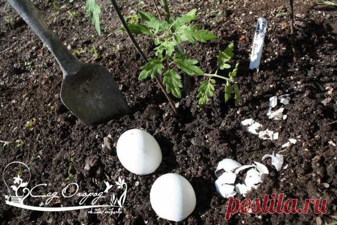 Совет дня: собирайте яичную скорлупу для дачи