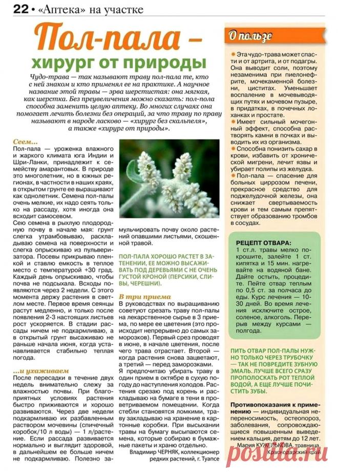 Пол-пала - хирург от природы