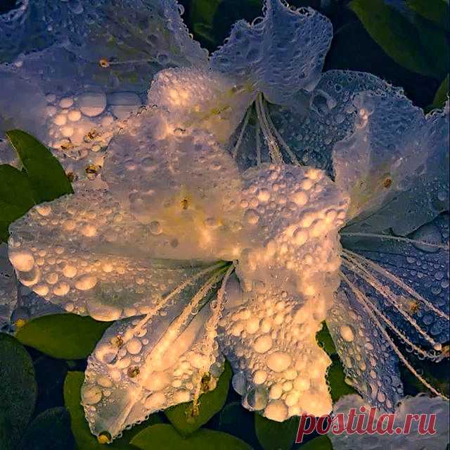 цветы - анимации - Каталог файлов - Julia-ZoNa(Всё для Photoshop, графики и дизайна.Кино)